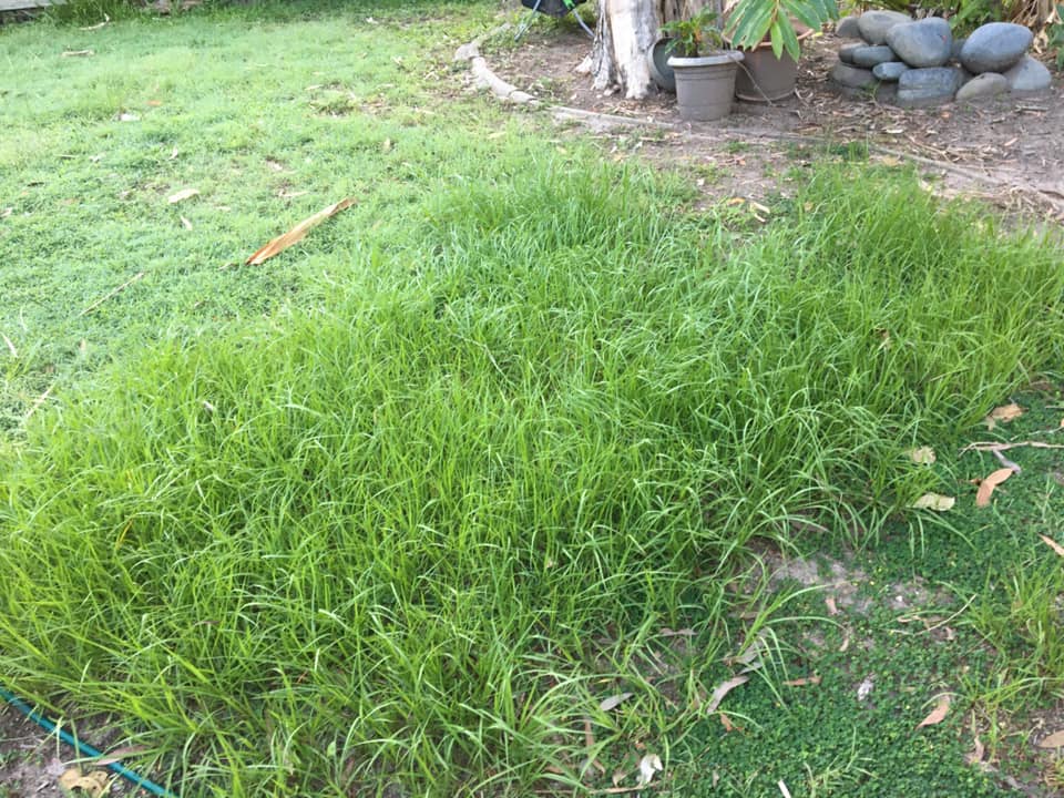 How to remove nutgrass