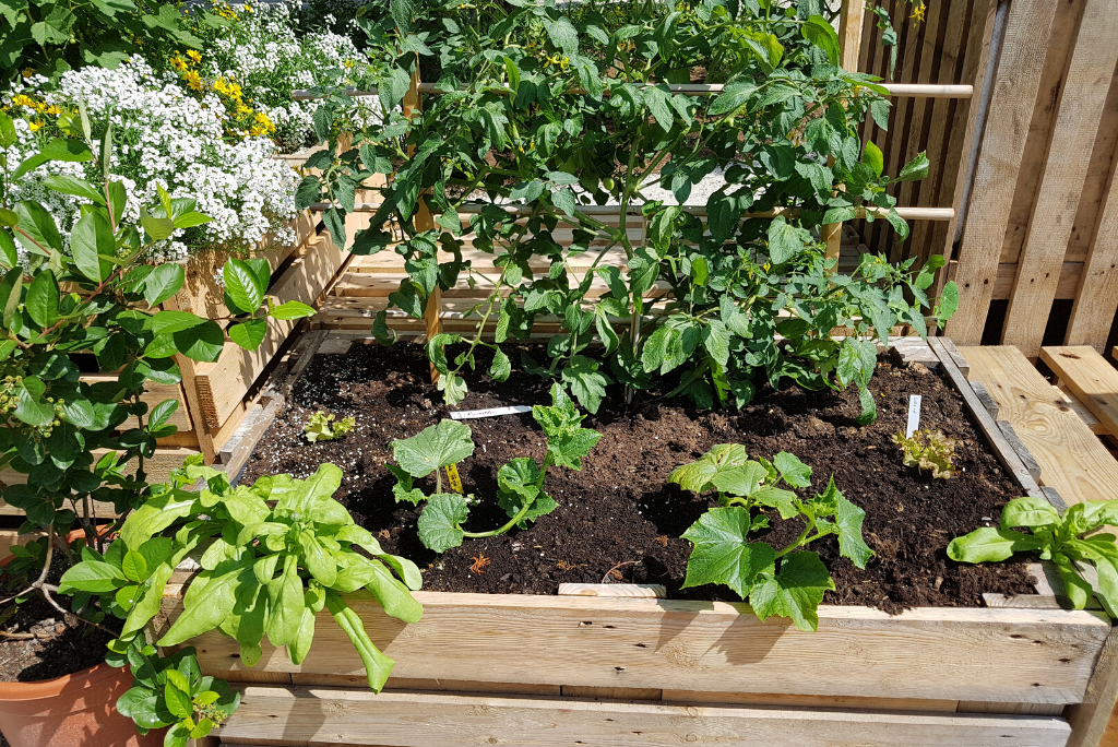 Vege patch guide for rentals