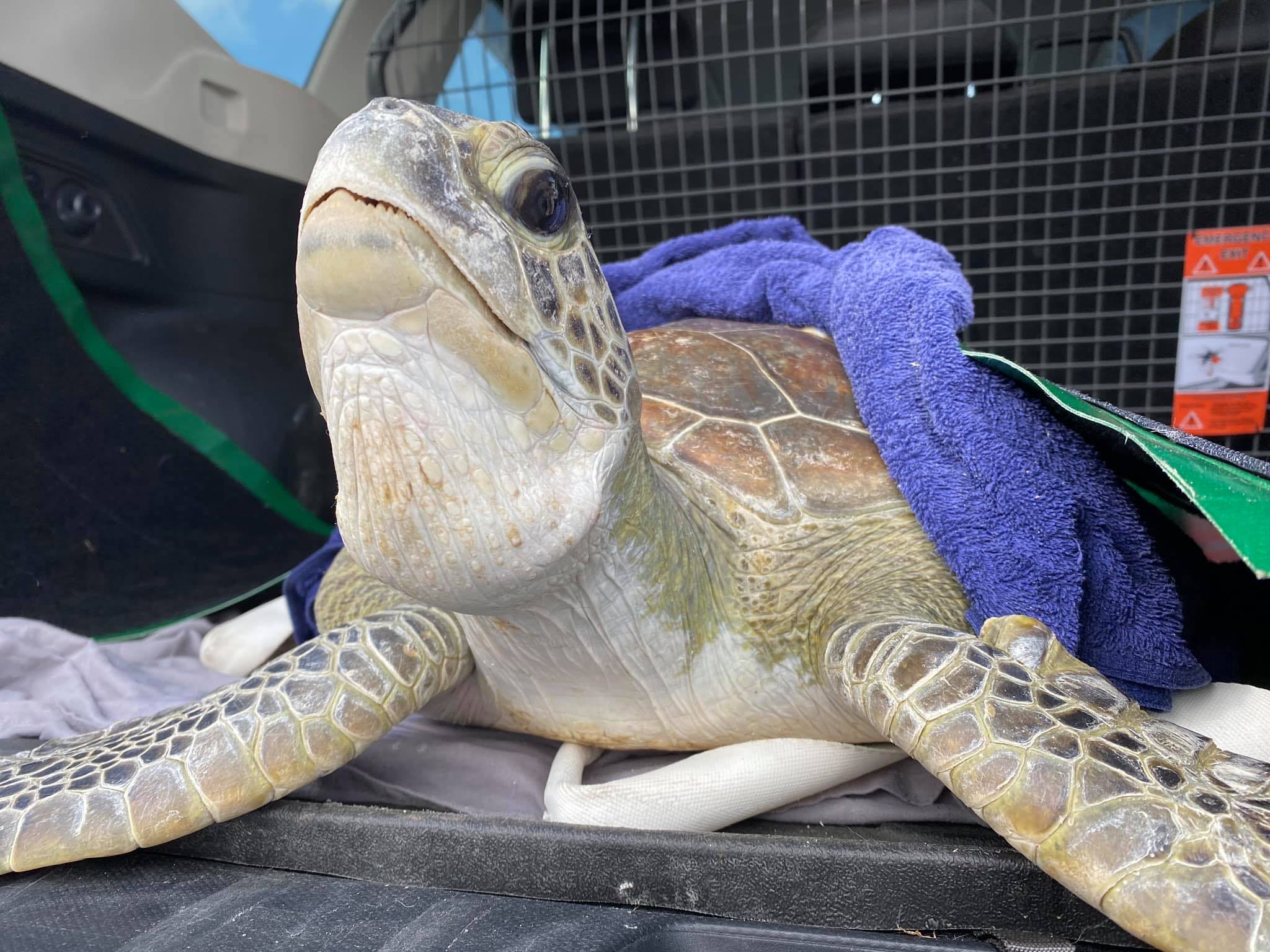 How to help protect Mackay’s turtles this nesting season