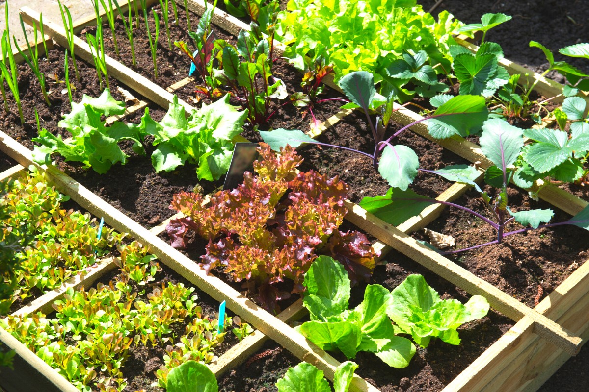 Three ways to grow veggies in small spaces